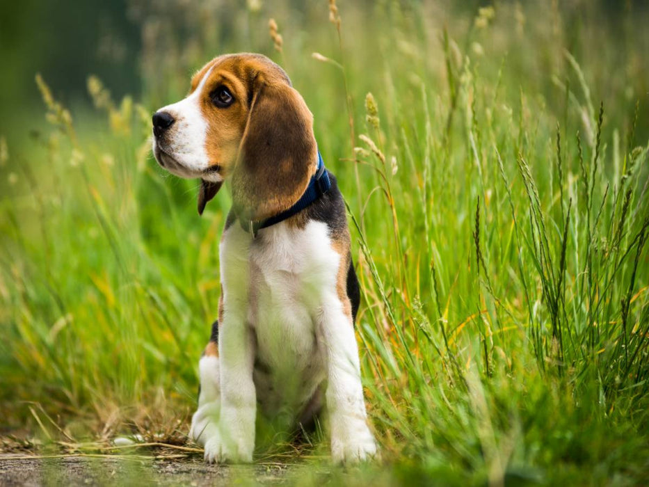 Beagle-Welpe - CALVENDO Foto-Puzzle'