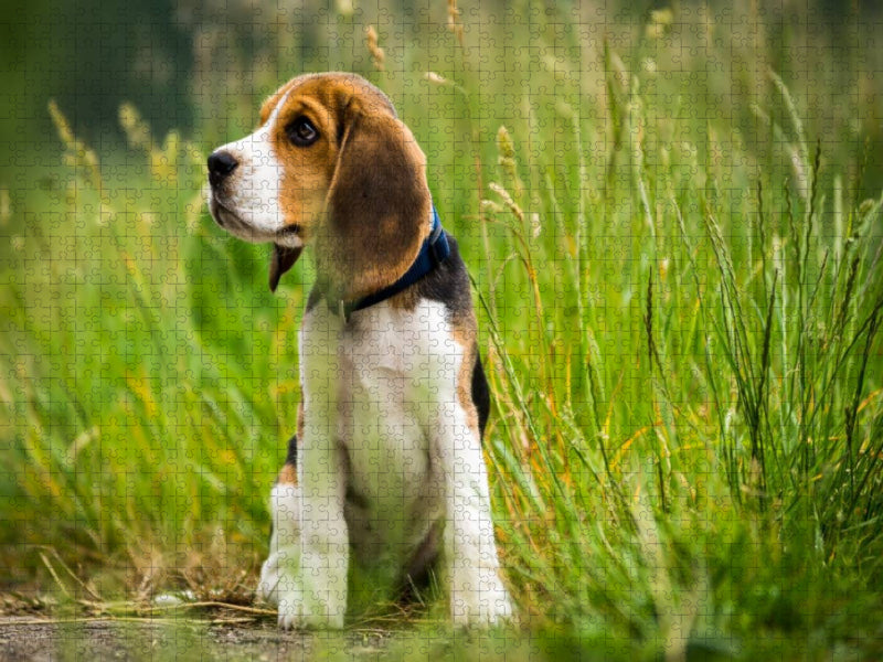 Beagle-Welpe - CALVENDO Foto-Puzzle'