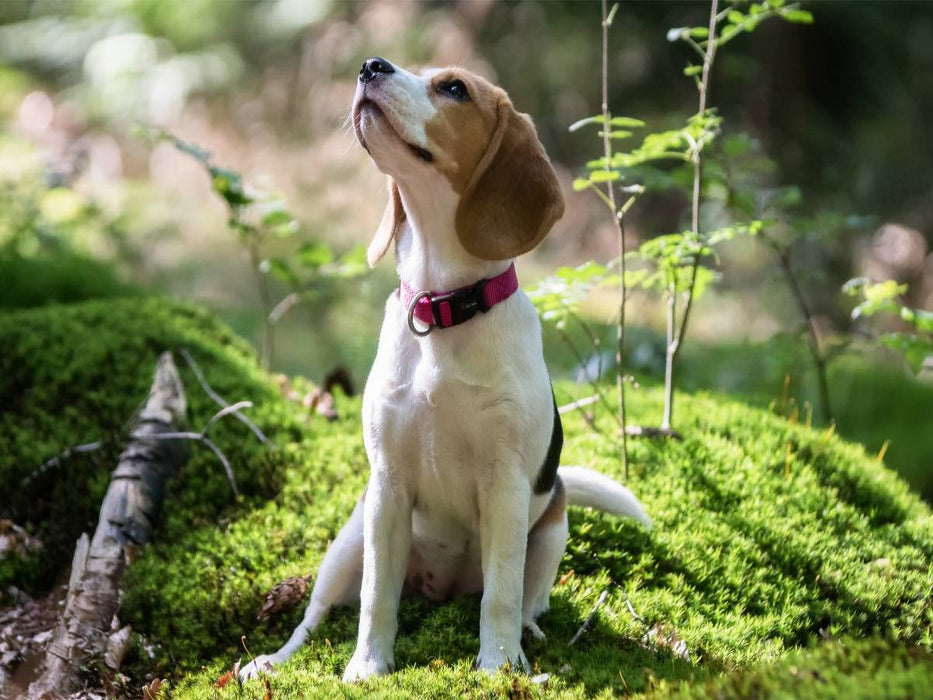 Beagle-Mädchen im Wald - CALVENDO Foto-Puzzle'