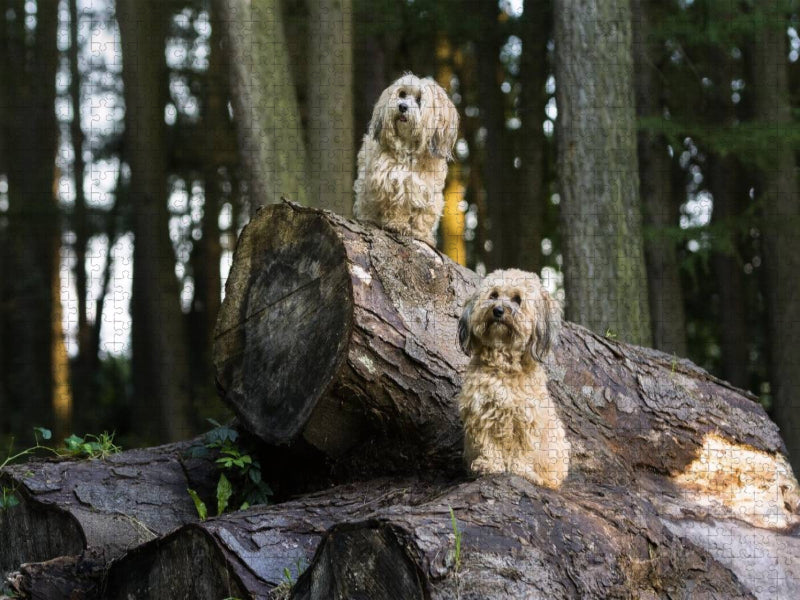 Zwei kleine Kobolde im Wald. - CALVENDO Foto-Puzzle'