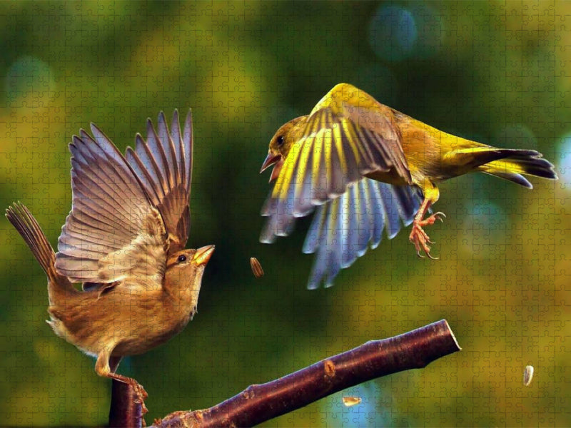 Ein Motiv aus dem Kalender Singvögel in Deutschland - CALVENDO Foto-Puzzle'
