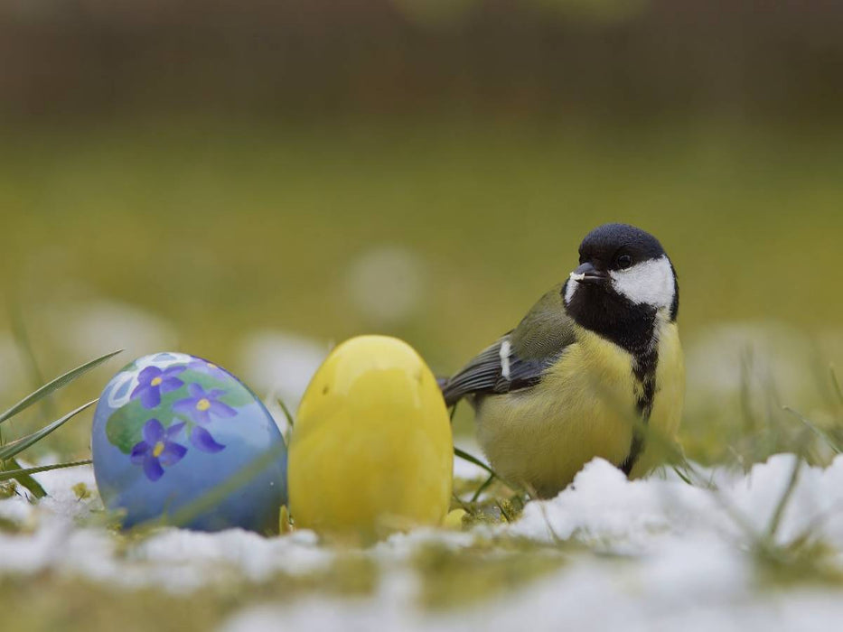 Kohlmeise mit Ostereier - CALVENDO Foto-Puzzle'