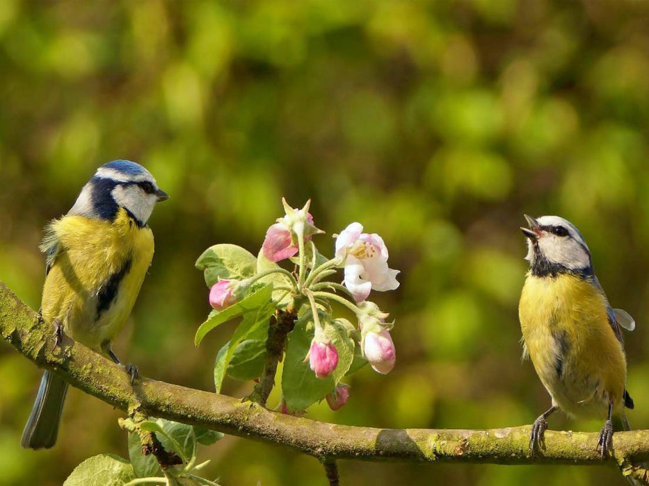 Frühlingsmelodie der Blaumeise - CALVENDO Foto-Puzzle'