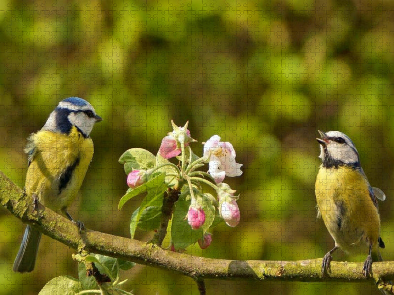 Frühlingsmelodie der Blaumeise - CALVENDO Foto-Puzzle'