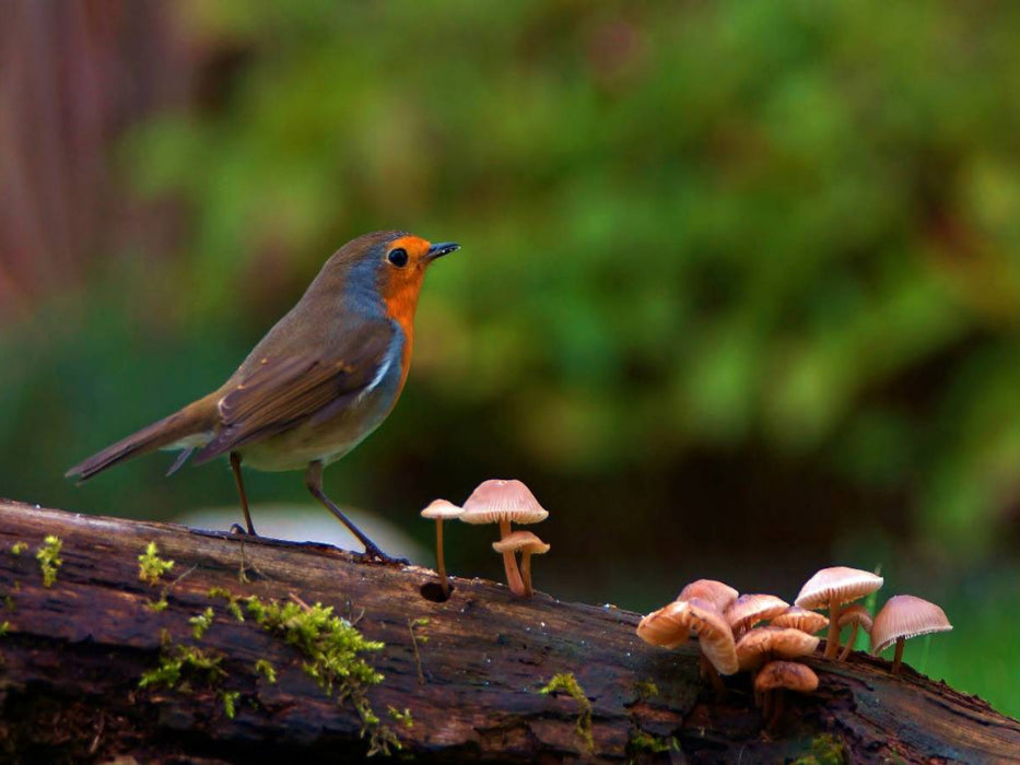 Rotkehlchen im Wald - CALVENDO Foto-Puzzle'
