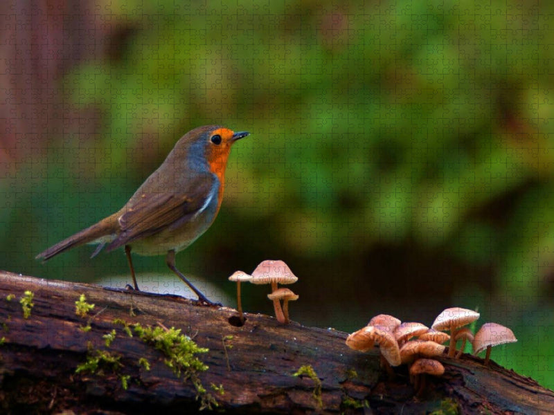 Rotkehlchen im Wald - CALVENDO Foto-Puzzle'
