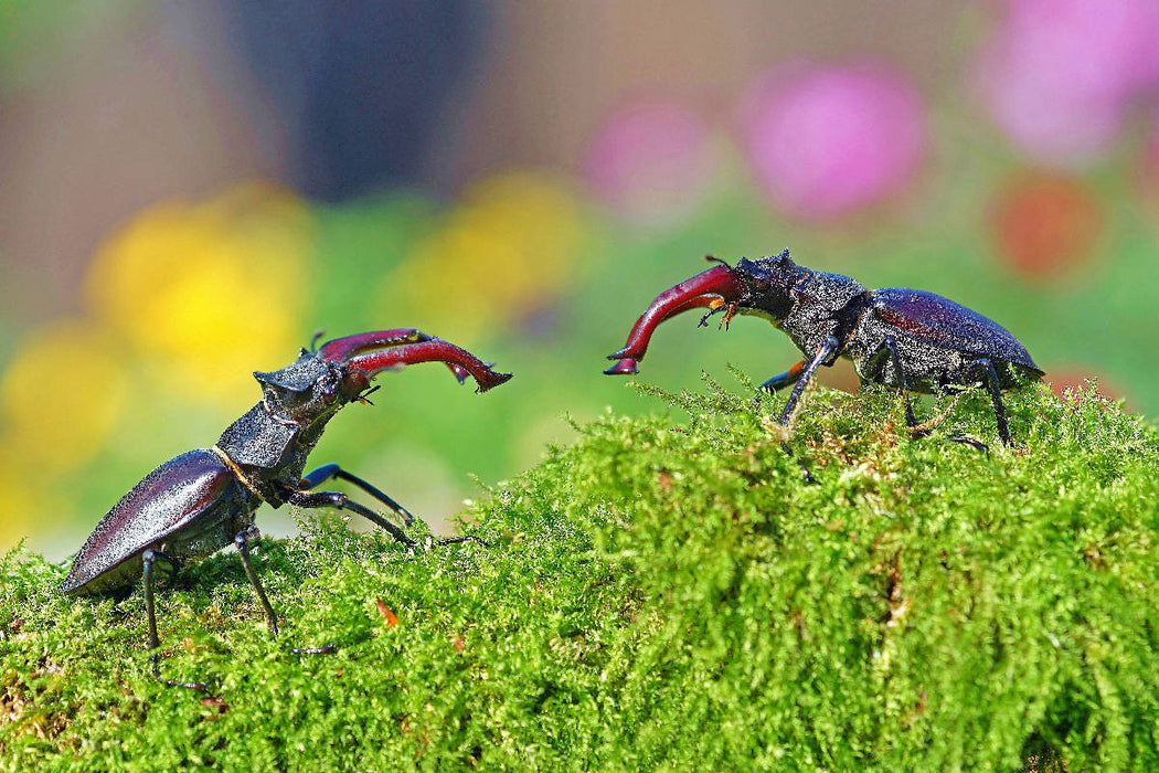 Premium Textil-Leinwand Zwei männliche Hirschkäfer