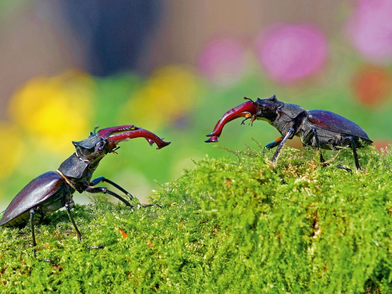 Zwei männliche Hirschkäfer 1000 Teile Puzzle quer - CALVENDO Foto-Puzzle'