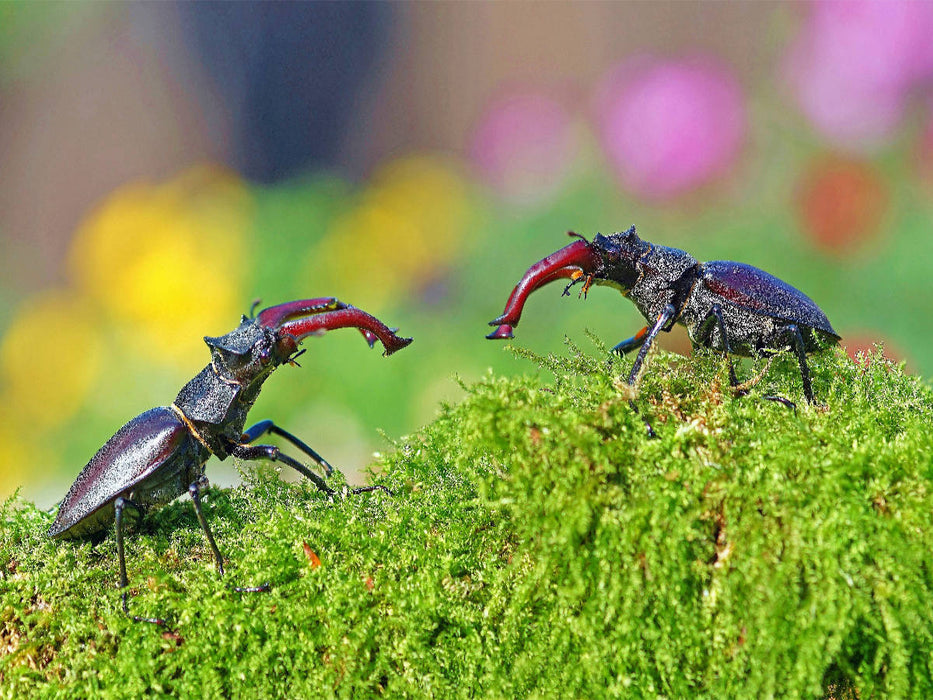 Zwei männliche Hirschkäfer - CALVENDO Foto-Puzzle'