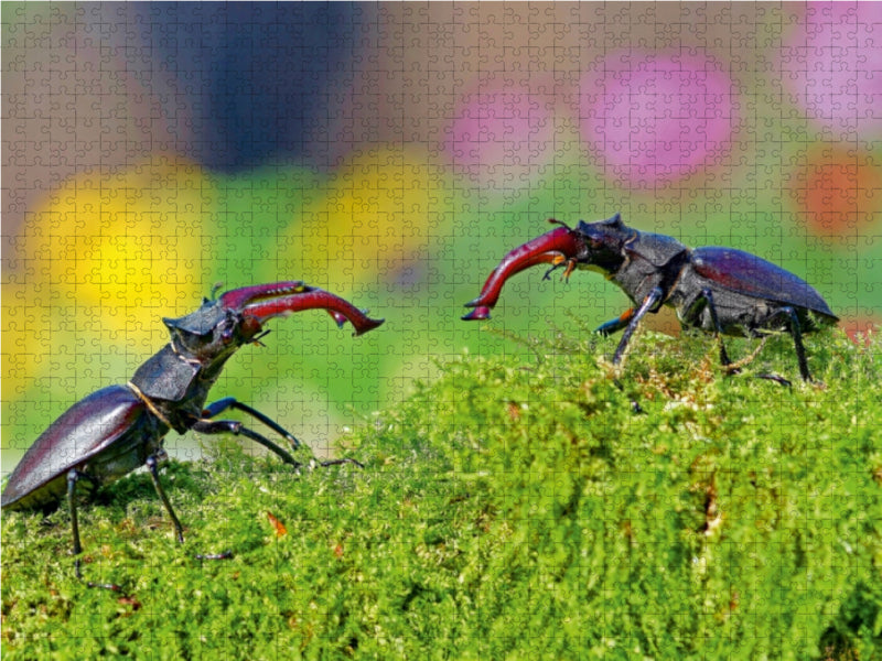 Zwei männliche Hirschkäfer 1000 Teile Puzzle quer - CALVENDO Foto-Puzzle'