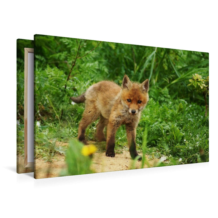 Premium Textil-Leinwand Kleiner Fuchs