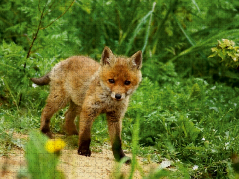 Kleiner Fuchs 1000 Teile Puzzle quer - CALVENDO Foto-Puzzle'