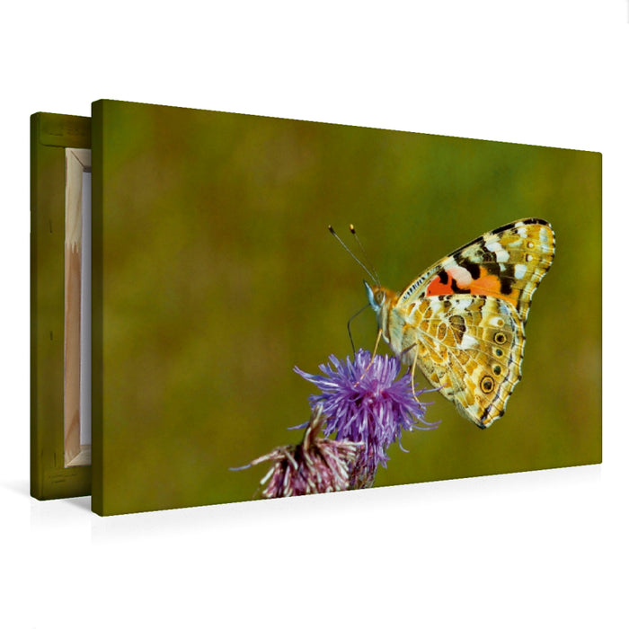 Premium Textil-Leinwand Distelfalter