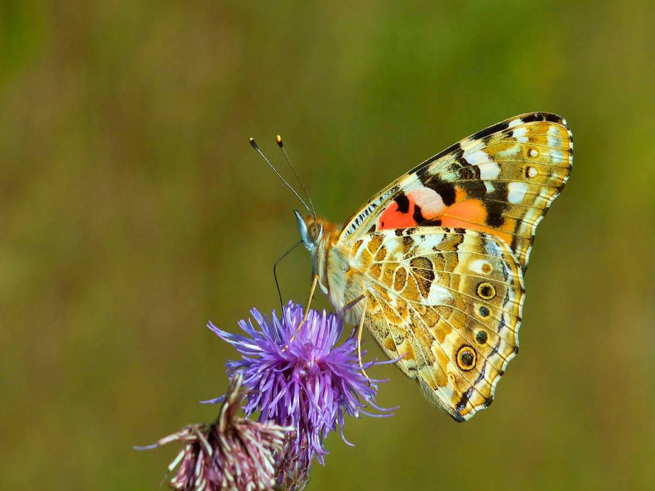 Distelfalter - CALVENDO Foto-Puzzle'