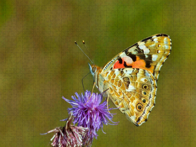 Distelfalter - CALVENDO Foto-Puzzle'