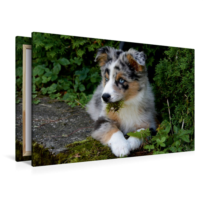 Premium Textil-Leinwand Aussie