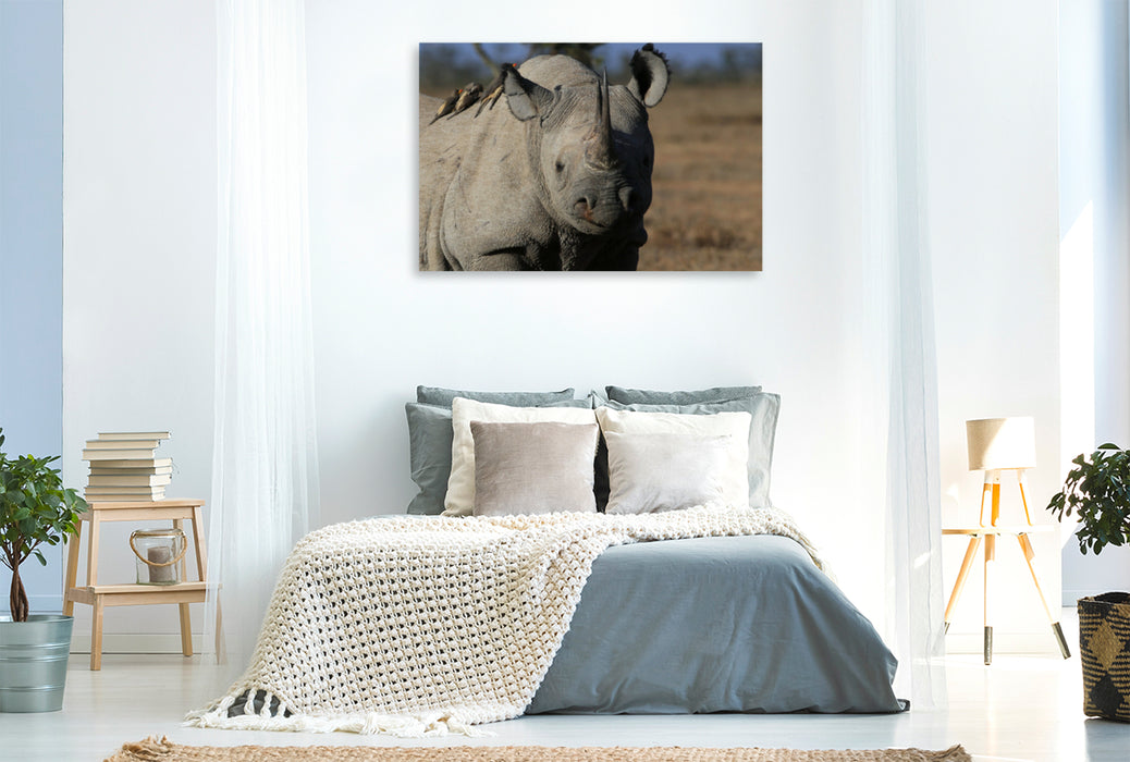 Premium Textil-Leinwand Premium Textil-Leinwand 120 cm x 80 cm quer Nashorn im Ol Pejeta Conservancy Kenia