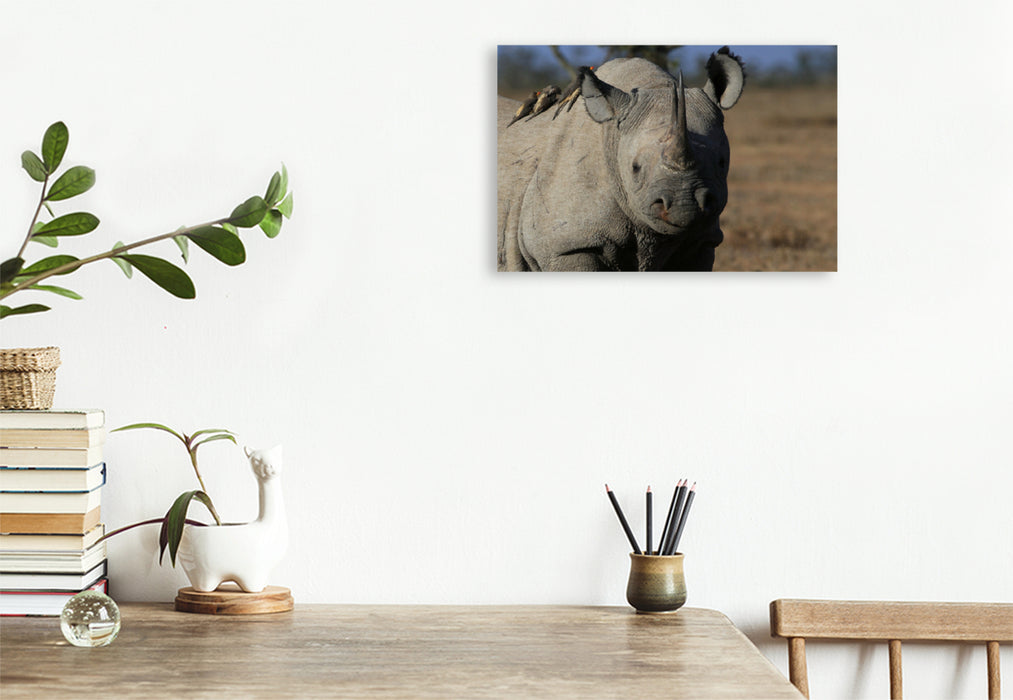 Toile textile haut de gamme Toile textile haut de gamme 120 cm x 80 cm paysage rhinocéros dans l'Ol Pejeta Conservancy Kenya 