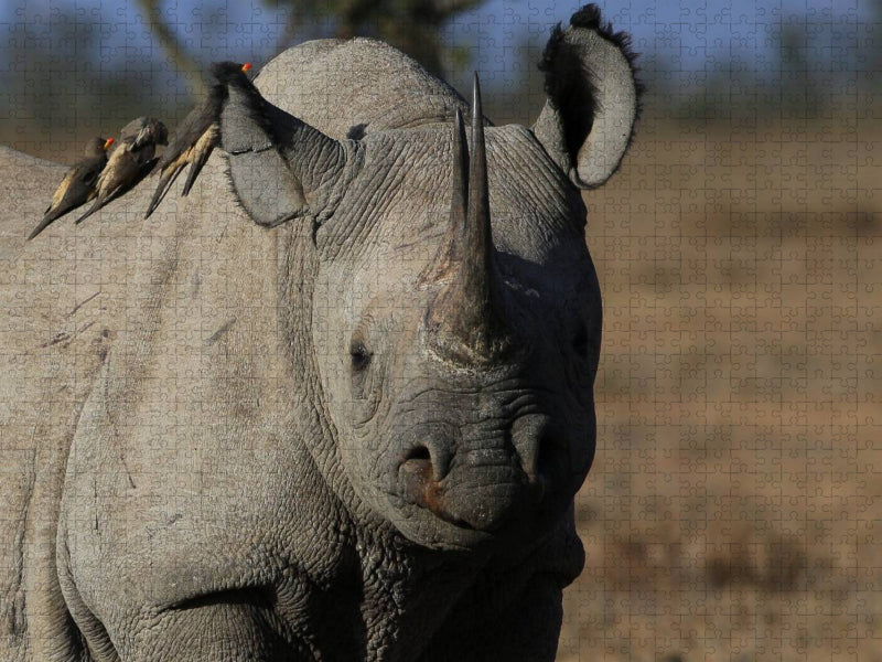 Nashorn im Ol Pejeta Conservancy Kenia - CALVENDO Foto-Puzzle'