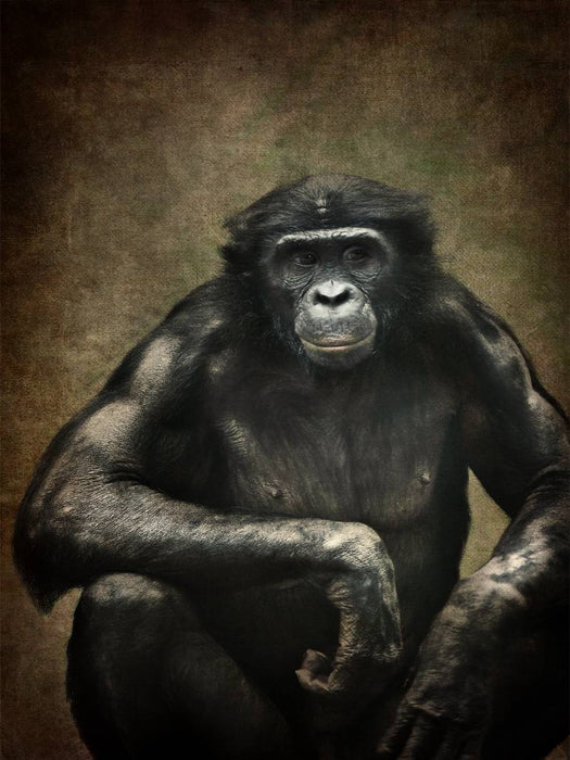 Bonobo - CALVENDO Foto-Puzzle'
