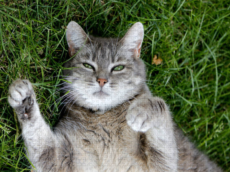 Lustige Katze - CALVENDO Foto-Puzzle'