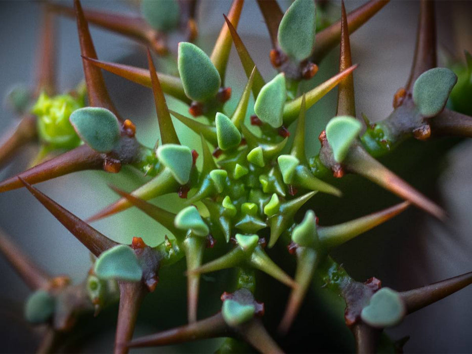 Euphorbia avasmontana - CALVENDO Foto-Puzzle'