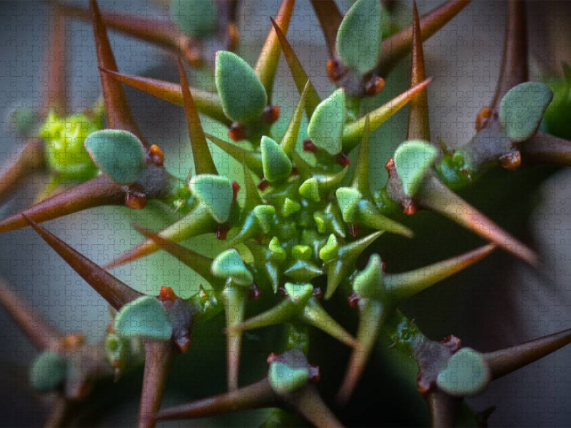 Euphorbia avasmontana - CALVENDO Foto-Puzzle'