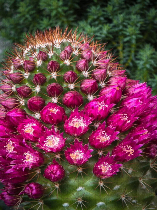 Mammillaria backebergiana - CALVENDO Foto-Puzzle'