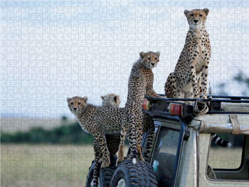 Geparden auf dem Jeepdach 1000 Teile Puzzle quer - CALVENDO Foto-Puzzle'