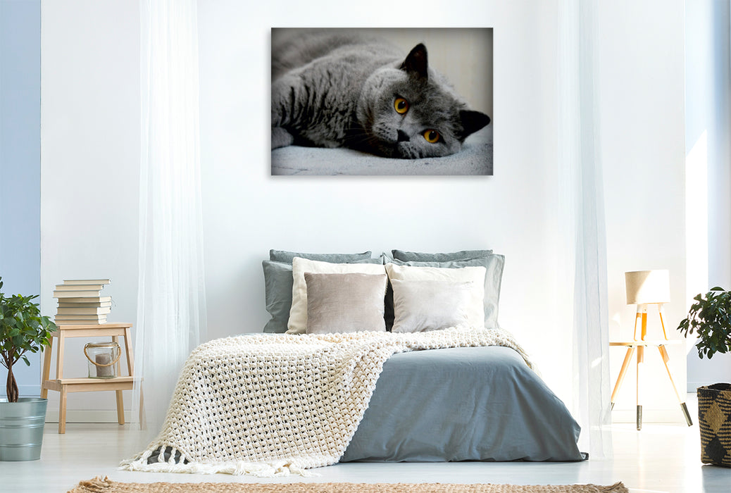 Premium Textil-Leinwand Premium Textil-Leinwand 120 cm x 80 cm quer Britischkurzhaar Katze. Ein Motiv aus dem Kalender GRAUE ENGEL