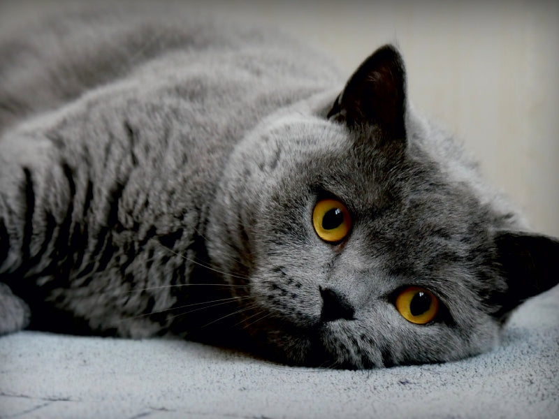 Britischkurzhaar Katze. Ein Motiv aus dem Kalender GRAUE ENGEL 1000 Teile Puzzle quer - CALVENDO Foto-Puzzle'