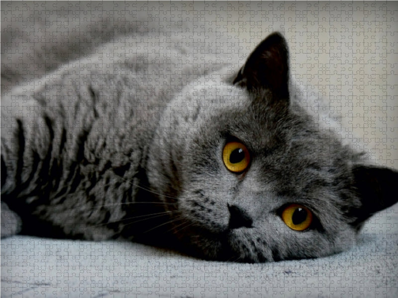 Britischkurzhaar Katze. Ein Motiv aus dem Kalender GRAUE ENGEL 1000 Teile Puzzle quer - CALVENDO Foto-Puzzle'