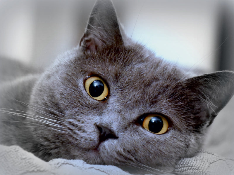 Britischkurzhaar-Kater. Ein Motiv aus dem Kalender GRAUE ENGEL 1000 Teile Puzzle quer - CALVENDO Foto-Puzzle'
