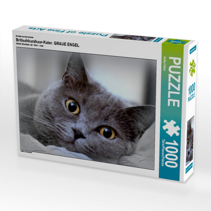 Britischkurzhaar-Kater. Ein Motiv aus dem Kalender GRAUE ENGEL 1000 Teile Puzzle quer - CALVENDO Foto-Puzzle'