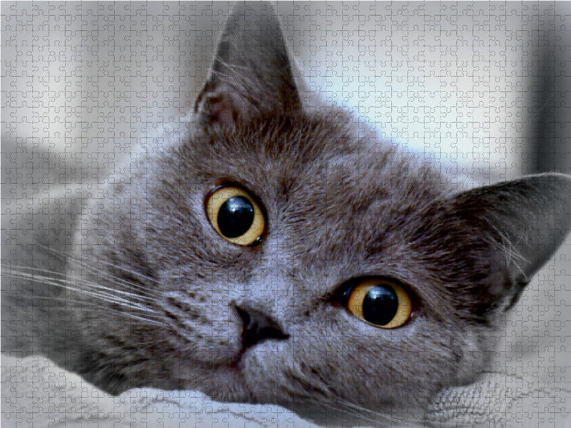 Britischkurzhaar-Kater. Ein Motiv aus dem Kalender GRAUE ENGEL 1000 Teile Puzzle quer - CALVENDO Foto-Puzzle'