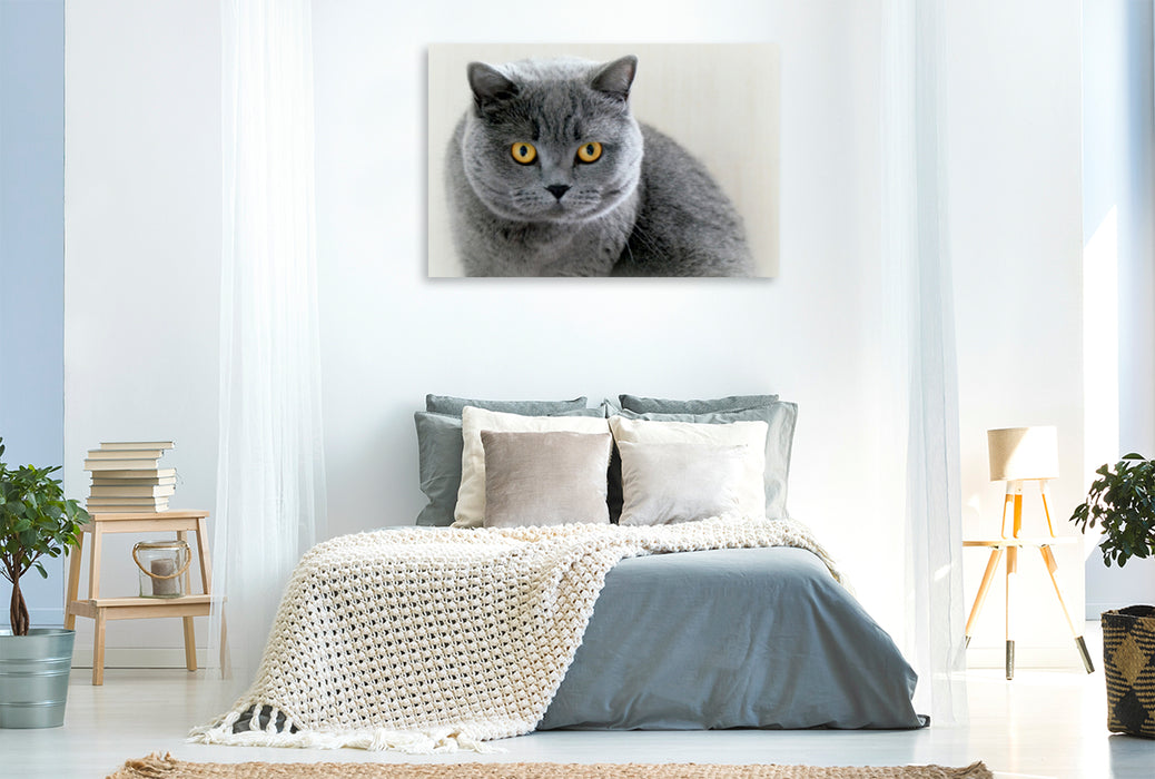 Premium Textil-Leinwand Premium Textil-Leinwand 120 cm x 80 cm quer Britischkurzhaar-Katze.Ein Motiv aus dem Kalender "GRAUE ENGEL"