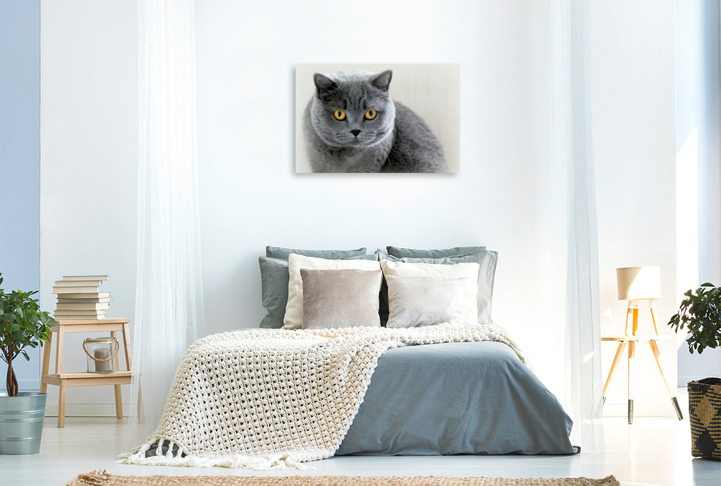 Premium Textil-Leinwand Premium Textil-Leinwand 120 cm x 80 cm quer Britischkurzhaar-Katze.Ein Motiv aus dem Kalender "GRAUE ENGEL"