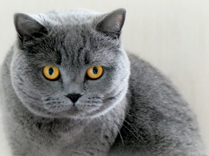 Britischkurzhaar-Katze.Ein Motiv aus dem Kalender "GRAUE ENGEL" 1000 Teile Puzzle quer - CALVENDO Foto-Puzzle'