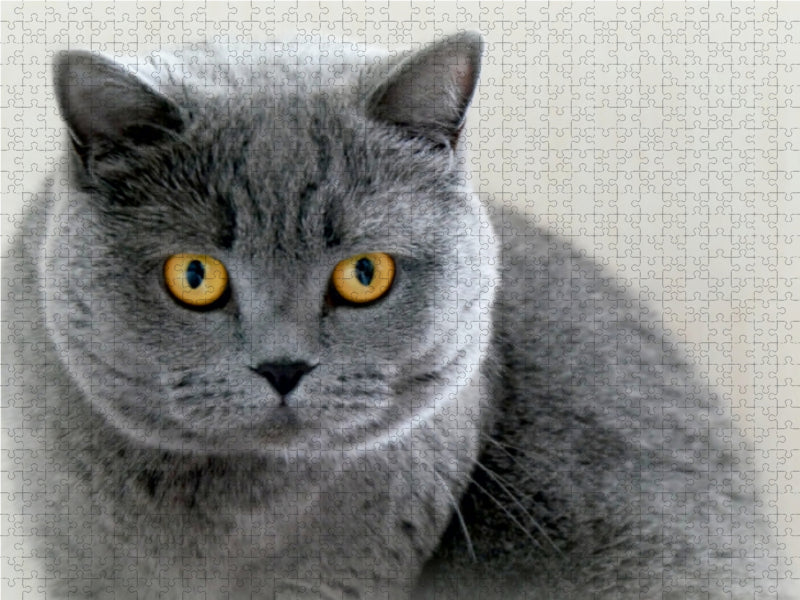 Britischkurzhaar-Katze.Ein Motiv aus dem Kalender "GRAUE ENGEL" 1000 Teile Puzzle quer - CALVENDO Foto-Puzzle'