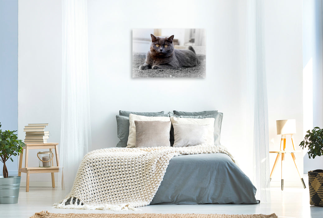 Premium Textil-Leinwand Premium Textil-Leinwand 120 cm x 80 cm quer Britischkurzhaar-Katze. Ein Motiv aus dem Kalender`"Graue Engel"