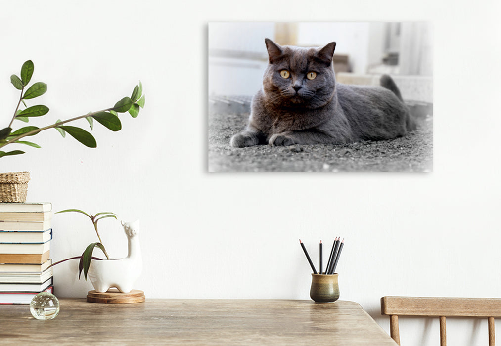 Premium Textil-Leinwand Premium Textil-Leinwand 120 cm x 80 cm quer Britischkurzhaar-Katze. Ein Motiv aus dem Kalender`"Graue Engel"