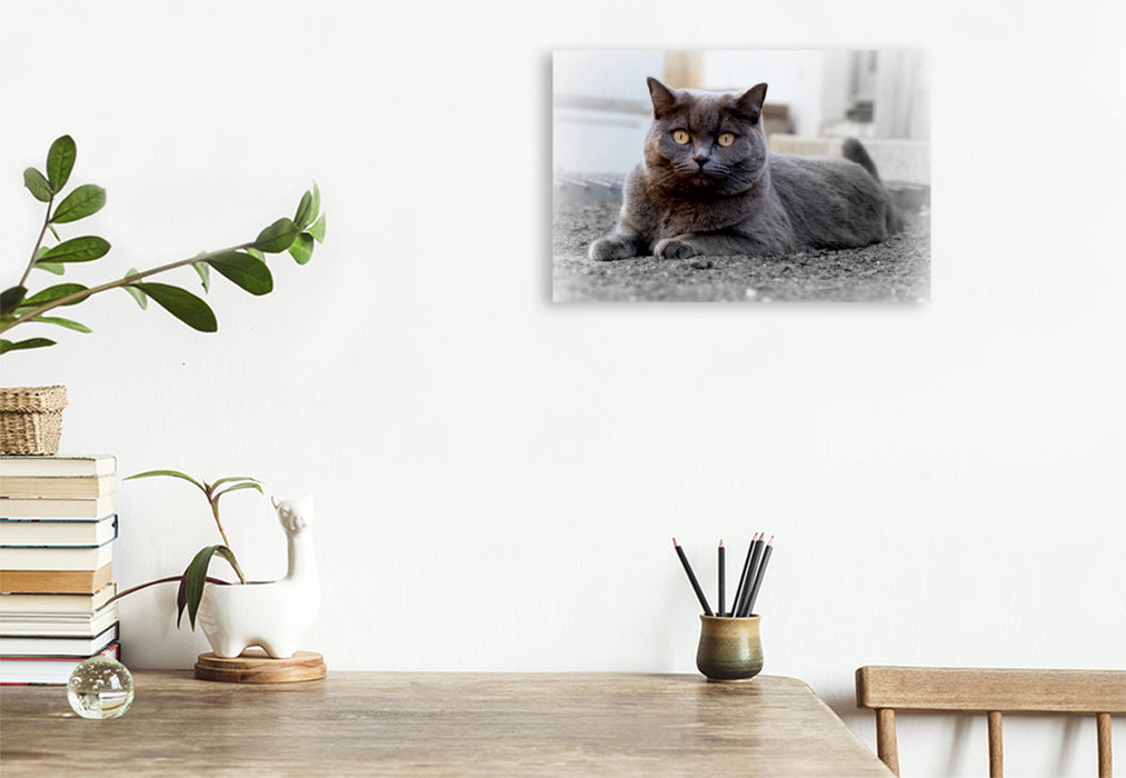 Premium Textil-Leinwand Premium Textil-Leinwand 120 cm x 80 cm quer Britischkurzhaar-Katze. Ein Motiv aus dem Kalender`"Graue Engel"