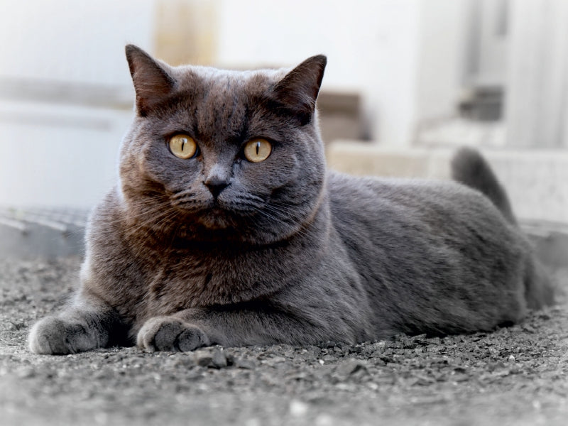 Britischkurzhaar-Katze. Ein Motiv aus dem Kalender`"Graue Engel" 1000 Teile Puzzle quer - CALVENDO Foto-Puzzle'