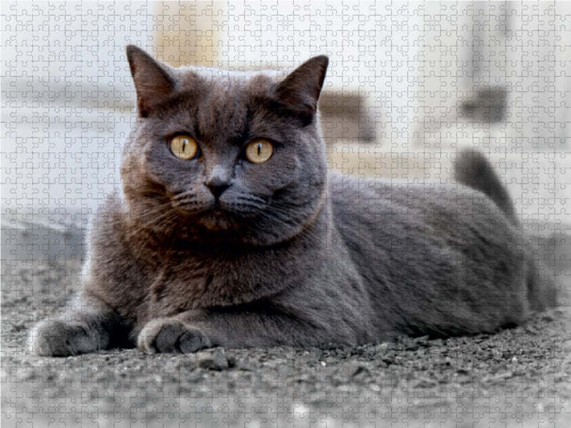 Britischkurzhaar-Katze. Ein Motiv aus dem Kalender`"Graue Engel" 1000 Teile Puzzle quer - CALVENDO Foto-Puzzle'