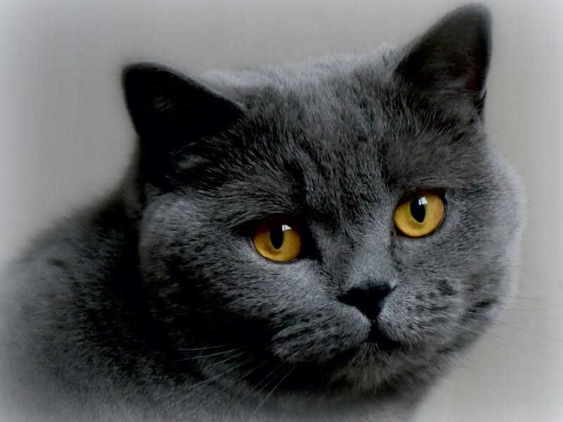 BKH cat - CALVENDO photo puzzle 