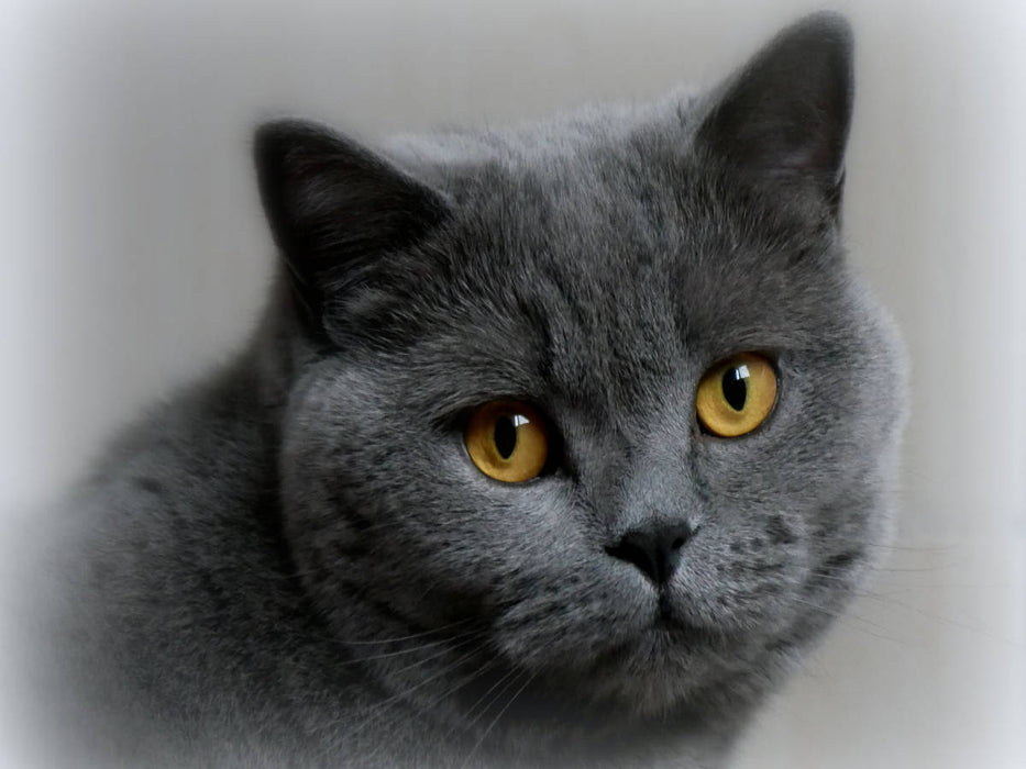 BKH-Katze - CALVENDO Foto-Puzzle'
