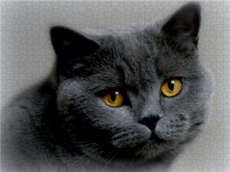 BKH cat - CALVENDO photo puzzle 