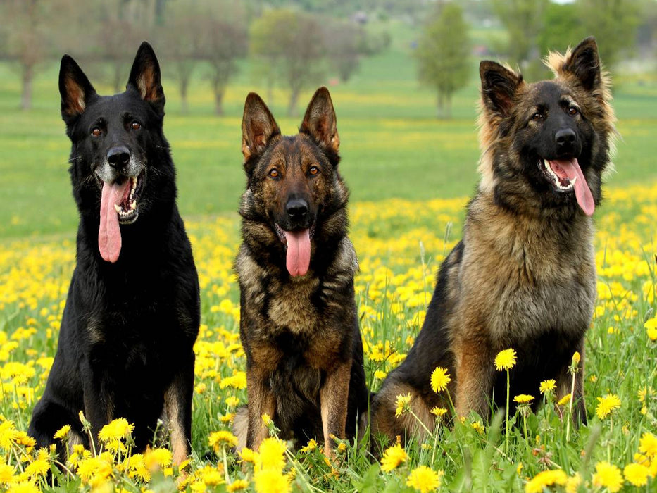 Deutsche Schäferhunde - CALVENDO Foto-Puzzle'