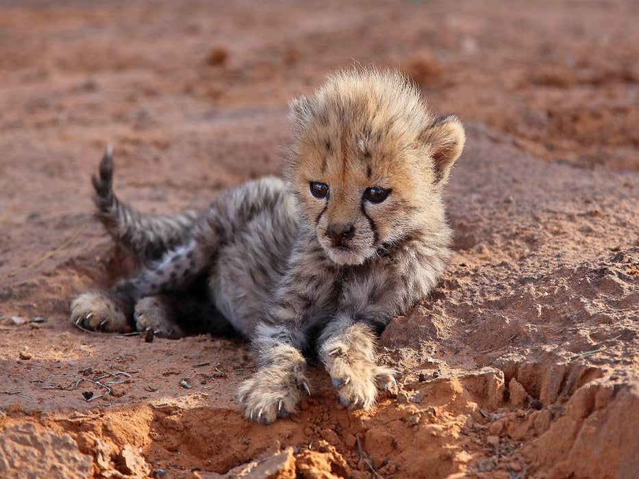 Gepardenbaby - CALVENDO Foto-Puzzle'