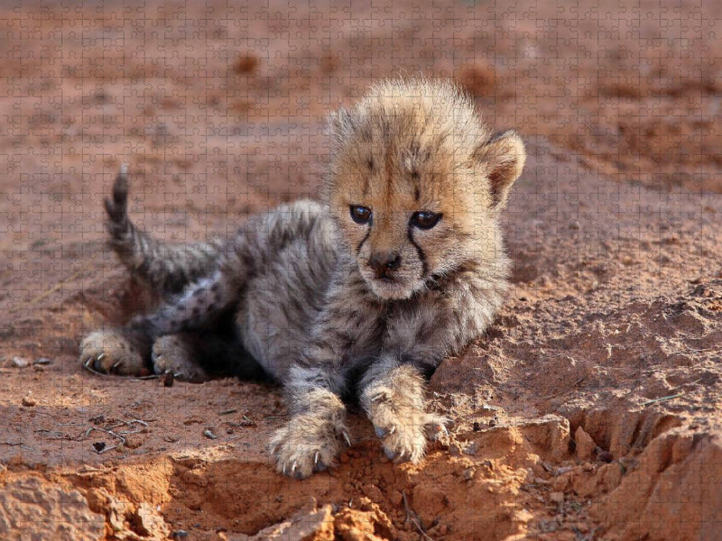 Gepardenbaby - CALVENDO Foto-Puzzle'